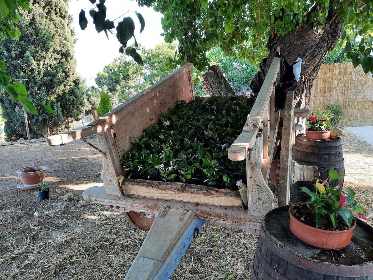 Tenuta Coppa Zuccari チッタ・サンタンジェロ エクステリア 写真